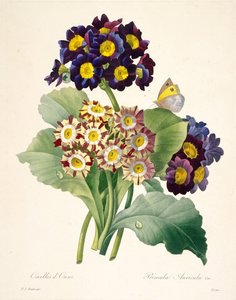 Primula auricula Primule, 1827