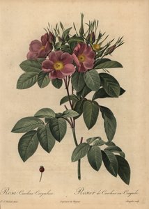 Rosa Carolina viola o rosa dei pascoli, Rosa carolina corymbosa
