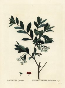 Caprifoglio dei Pirenei, Lonicera pyrenaica. Incisione a puntasecca colorata a mano da Tessaert da un