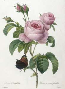 Rosa Centifolia, Rosier a cent feuilles, da Choix Des Plus Belle Fleurs et des Plus Beaux Fruits, 1827 (incisione a puntasecca colorata a mano)