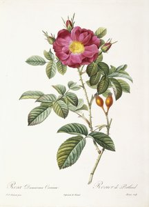 Rosa Damascena Coccina da Pierre Joseph Redouté
