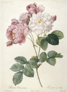 Rosa Damascena, Rosier de Cels, da Les Roses, 1817-24 (incisione a puntasecca colorata a mano)