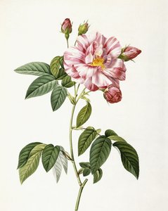 Rosa Gallica Versicolor da Pierre Joseph Redouté