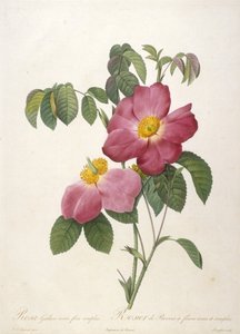 Rosa Gallica rosea flore simplici, Rosier de Provins a fleurs roses et simples, da La Couronne Des Roses, 1817-24 (incisione a puntasecca colorata a mano)