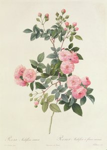 Rosa Multiflora Carnea da Pierre Joseph Redouté