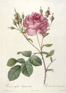 Rosa centifolia Anglica rubra, Rosier de Cumberland, da Les Roses, 1817-24 (incisione a puntasecca colorata a mano) da Pierre Joseph Redouté
