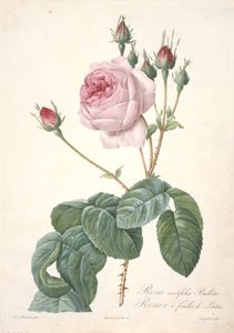 Rosa centifolia Bullata, Rosier a feuilles de Laitue, da Les Roses, 1817-24 (incisione a puntasecca colorata a mano) da Pierre Joseph Redouté