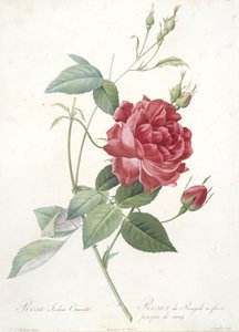 Rosa indica cruenta, Rosier du Bengale a fleurs pourpre de sang, da Les Roses, 1817-24 (incisione a puntasecca colorata a mano) da Pierre Joseph Redouté