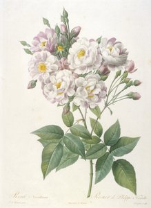 Rosa noisettiana, Rosier de Philippe de Noisette, da La Couronne des Roses, 1817-24 (incisione a puntasecca colorata a mano) da Pierre Joseph Redouté