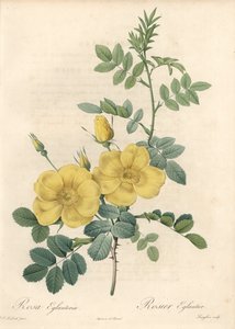 Rosa rubiginosa con rose gialle (Rosa rubiginosa) - Acquaforte di Langlois, basata su un