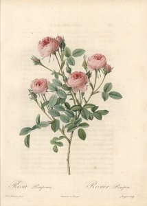 Rose de Meaux a fiori rosa - Acquaforte di Langlois, basata su un