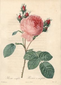 Rosa centifolia (cento foglie) - Acquaforte di Charlin, basata su un