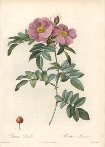 Rosa della Virginia, con fiori rosa - Acquaforte di Bessin, basata su un