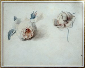 Studio di rosa Acquerello di Pierre Joseph Redouté (1759-1840) XIX secolo Malmaison, museo del castello da Pierre Joseph Redouté