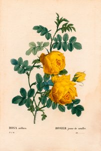 Rosa sulfurea, Rosa hemisphaerica, Rosa gialla sulfurea. Incisione a puntasecca colorata a mano dal libro “Les Roses” di Pierre Joseph Redoute, Parigi da Pierre Joseph Redouté