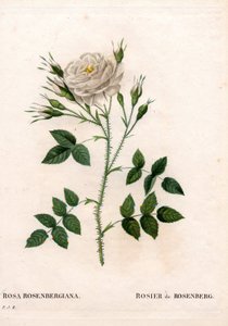 Rosa di Rosenberg, varietà di Rosa francofurtana. Incisione a puntasecca colorata a mano da Les Roses di Pierre Joseph Redouté, Parigi da Pierre Joseph Redouté