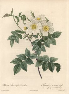 Rosier a corto stile, varietà con fiori gialli e bianchi - Acquaforte di Langlois Charlin, da un