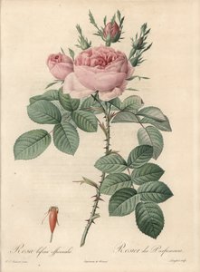Rosier de Damascus da Pierre Joseph Redouté