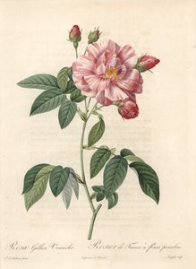 Rosier de France o rosa di Provins, varietà versicolor - Acquaforte di Langlois, da un
