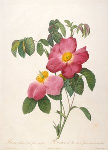 Rosier de Provinsi Da La Couronne de roses da Pierre Joseph Redouté