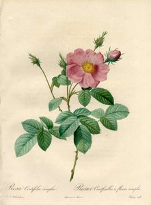 Rosier cento foglie con fiori semplici - Acquaforte di Chapuy, da un
