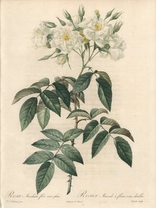 Rosier musque, con fiori doppi - Acquaforte di Charlin, da un