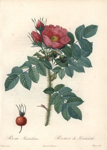 Rosa rugosa o rosa del Kamchatka