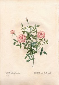 Rosa Rouletii, varietà di Rosa chinensis minima, rosa nana del Bengala. Incisione a puntasecca colorata a mano da Les Roses di Pierre Joseph Redouté, Parigi da Pierre Joseph Redouté