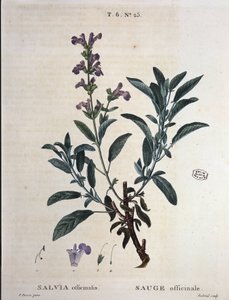 Salvia officinale - in "Nouveau Duhamel ou traité des arbres e arbusti che si coltivano in Francia", disegni di P.J. Redouté e P. Bessa, Parigi da Pierre Joseph Redouté