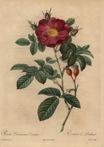 Rosa damascena scarlatta, Rosa damascena da Pierre Joseph Redouté