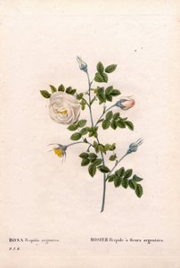 Rosa tomentosa a fiori d