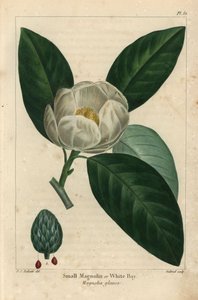 Piccolo albero di magnolia o baia bianca, Magnolia glauca da Pierre Joseph Redouté