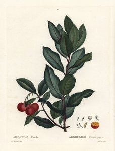 Corbezzolo, Arbutus unedo. Incisione a puntasecca colorata a mano da un