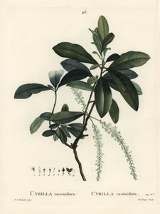 Cyrilla delle paludi, Cyrilla racemiflora. Incisione a puntasecca colorata a mano da De Gouy da un