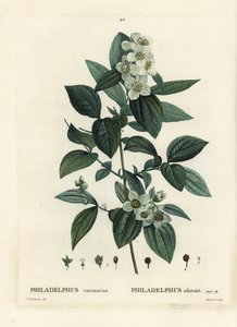 Finto arancio dolce, Philadelphus coronarius. Incisione a puntasecca colorata a mano da Tassaert da un