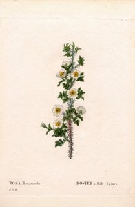Rosa a mille spine, Rosa myriacantha. Incisione a puntasecca colorata a mano da Les Roses di Pierre Joseph Redouté, Parigi da Pierre Joseph Redouté