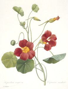 Tropaeolum majus (Nasturzio da Giardino), 1827 da Pierre Joseph Redouté