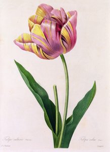 Tulipa Culta