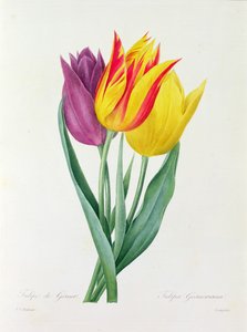 Tulipa Gesneriana da Pierre Joseph Redouté