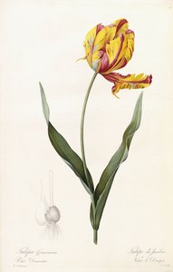 Tulipa Gesneriana - Tulipe des Jardins