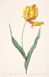 Tulipa Gesneriana var. Dracontia Tulipano Pappagallo, 1816