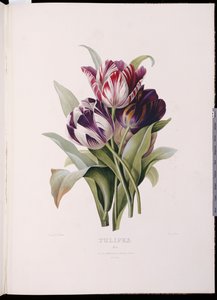 Tulipani, da "Una bella serie di bouquet floreali" da Pierre Joseph Redouté