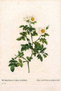 Rosa dolcebriar di Vaillant, Rosa rubiginosa varietà, L
