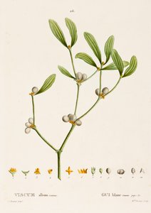 Viscum album L. Vischio da Pierre Joseph Redouté