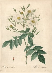 Fiori bianchi musque rose da Pierre Joseph Redouté