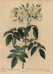 Rosa muschiata bianca, Rosa moschata da Pierre Joseph Redouté