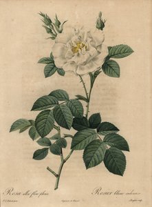 Rosa bianca, Rosa alba flore pleno da Pierre Joseph Redouté