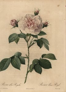 Rosa bianca ibrida Royal, Rosa alba da Pierre Joseph Redouté
