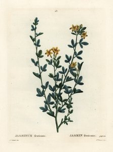 Gelsomino selvatico o giallo, Jasminum fruticans. Incisione a puntasecca colorata a mano di Miss Brenet da un