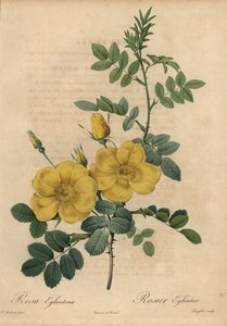 Rosa gialla, Rosa eglanteria da Pierre Joseph Redouté